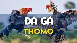 đá gà Thomo